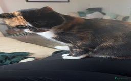 Domestic Shorthair cats for sale: Two Female cat for rehoming - Image 4
