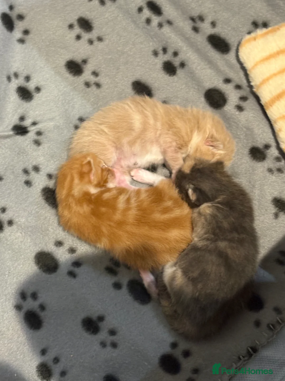 Maine Coon cats for sale: Beautiful Maine Coon kittens  in Poole - Advert 1