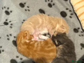 Maine Coon cats Beautiful Maine Coon kittens - Advert 1