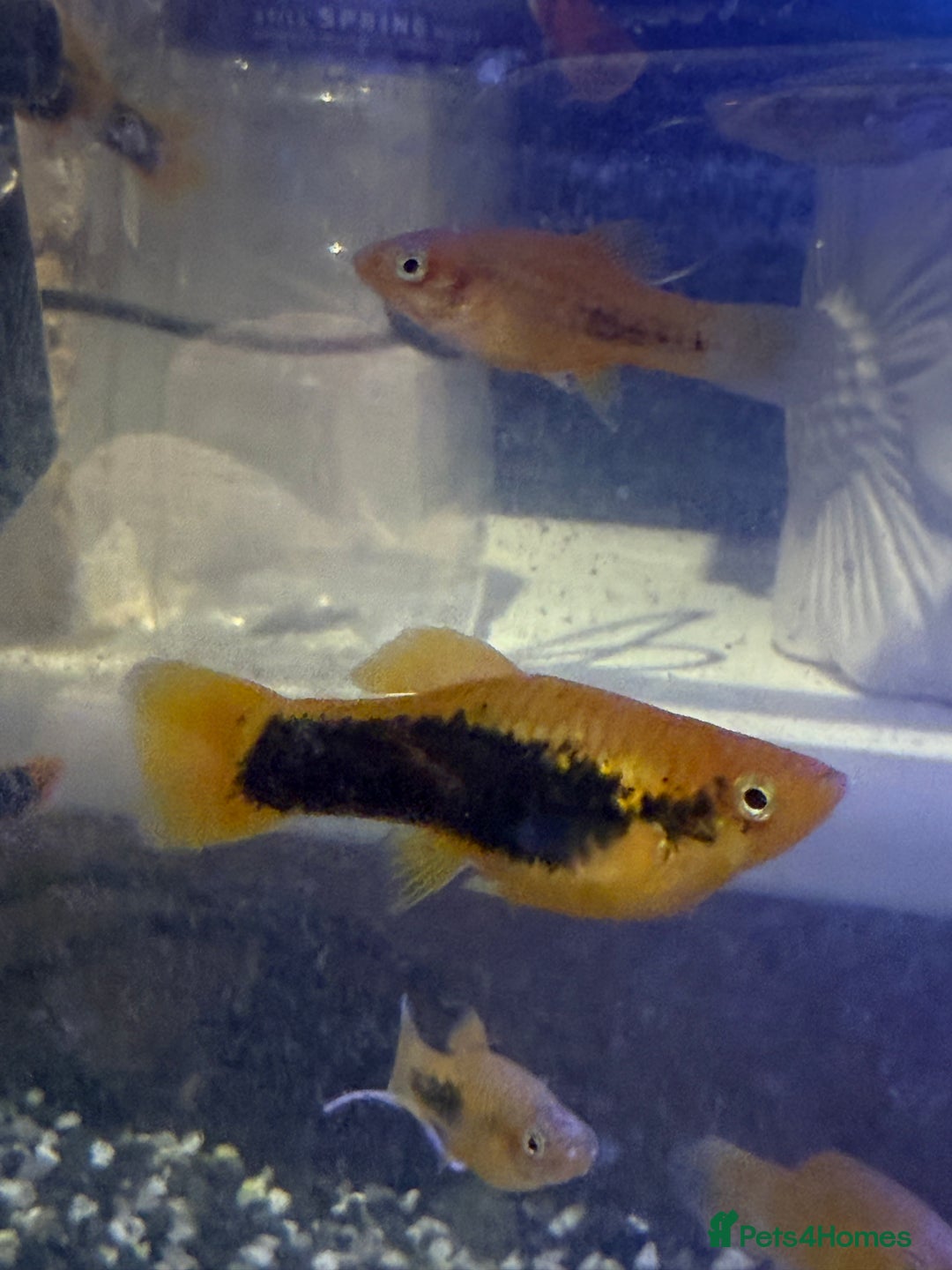 Platies fish for sale: Platy and danios - Image 5