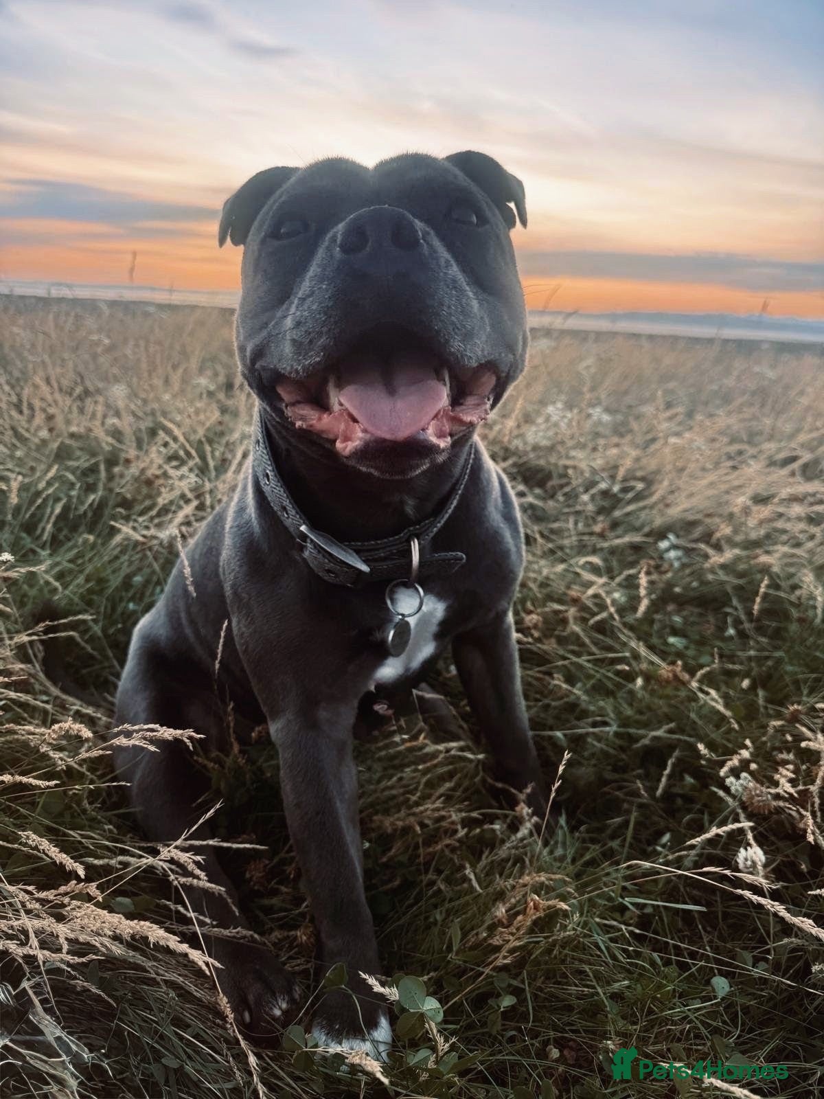Staffordshire Bull Terrier dogs Up for stud!  - Advert 1