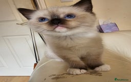 Ragdoll cats for sale: Three Ragdoll kittens - Image 7