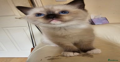 Ragdoll cats - Advert 6