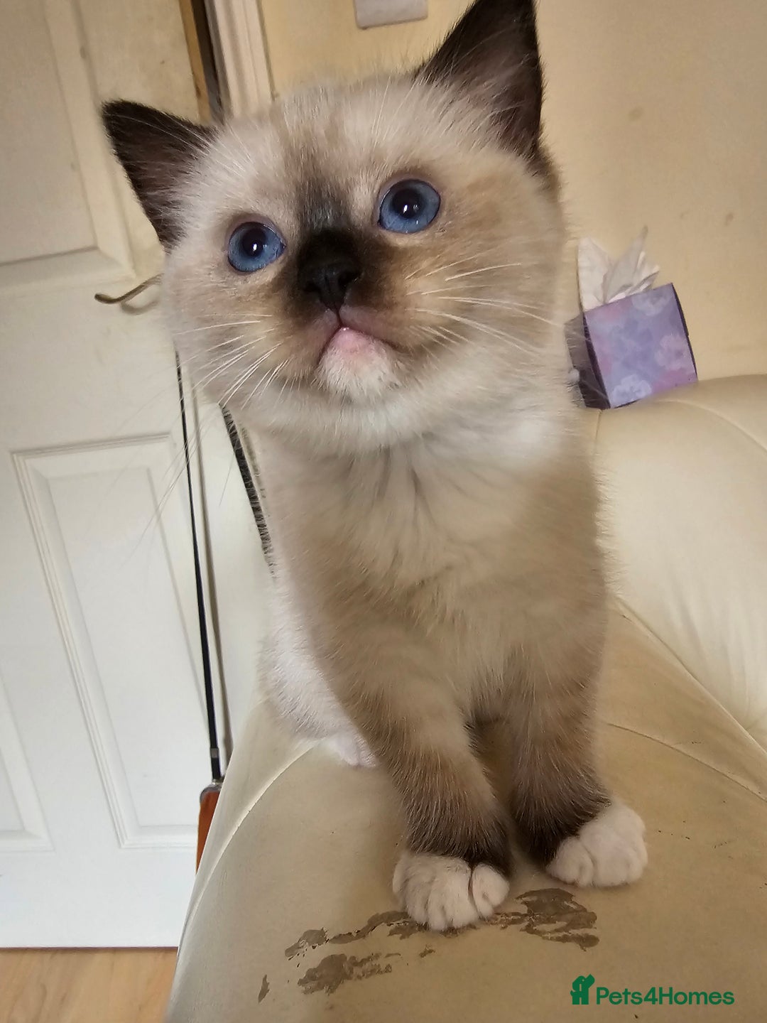Ragdoll cats for sale: Three Ragdoll kittens - Image 7