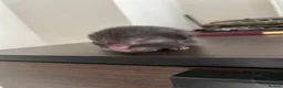 Mixed Breed cats for sale: 3 new kittens to go  in Basingstoke - Advert 4