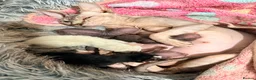 Sphynx cats for sale: LAST FEMALE fluffy half Sphynx kitten - Ready Now  - Advert 23