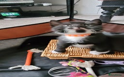 Domestic Shorthair cats for sale: 6 lovable bundles of mischief seek forever home - Image 7
