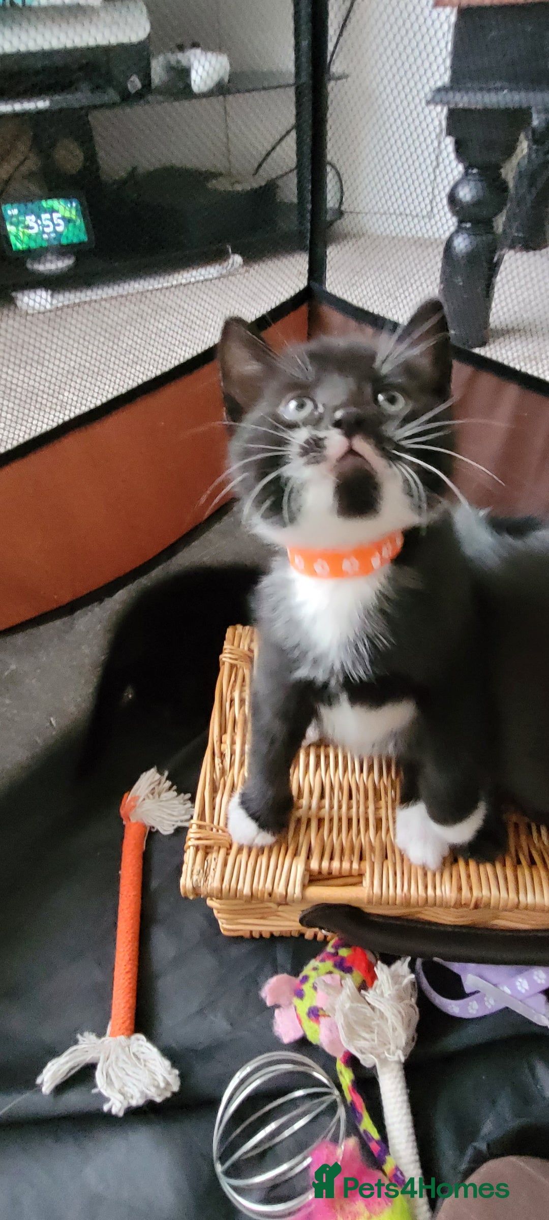 Domestic Shorthair cats for sale: 6 lovable bundles of mischief seek forever home - Image 7