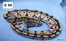 Python Snake reptiles for sale: Royal Python Morph Hatchlings  - Image 5