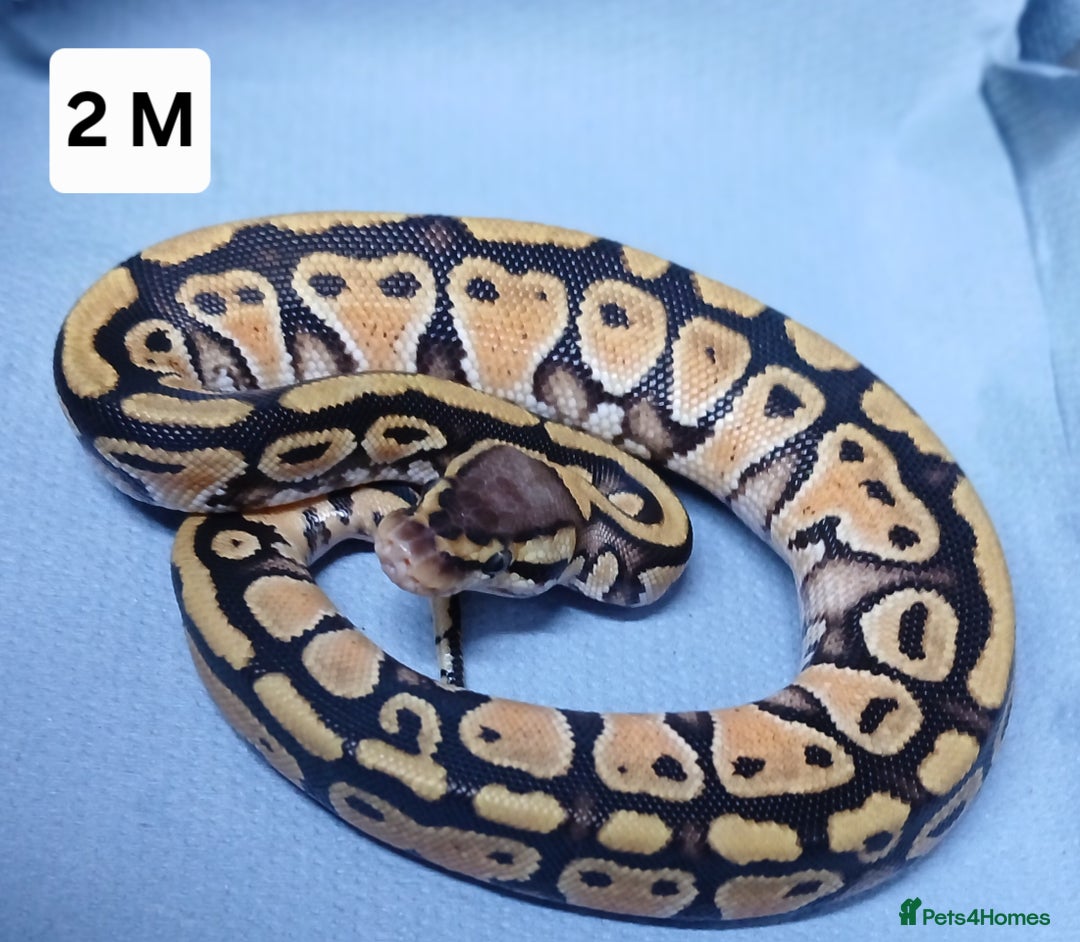 Python Snake reptiles for sale: Royal Python Morph Hatchlings  - Image 5