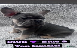 French Bulldog dogs for sale: French bulldog puppies for sale  - Image 6