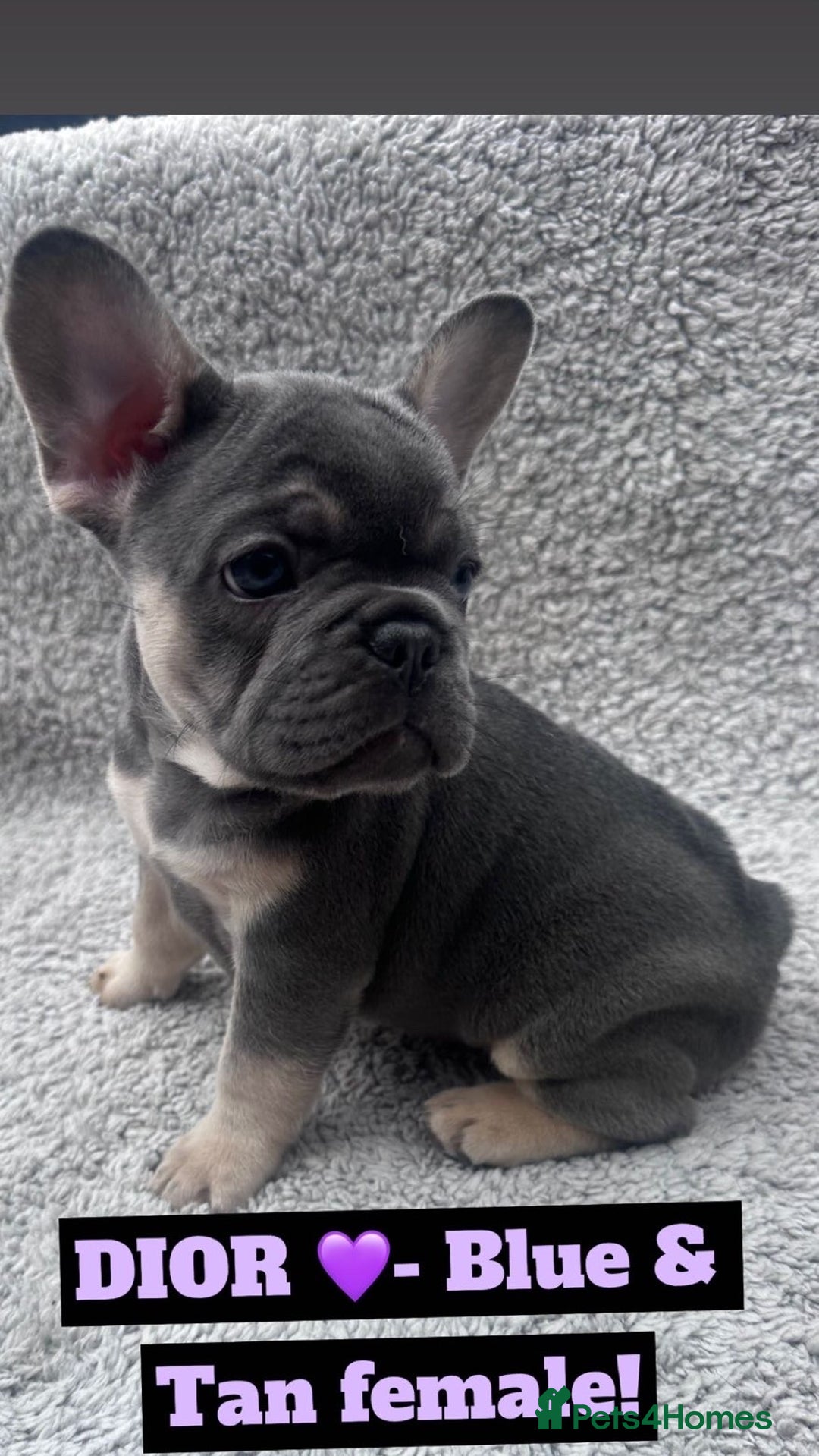 French Bulldog dogs for sale: French bulldog puppies for sale  - Image 6