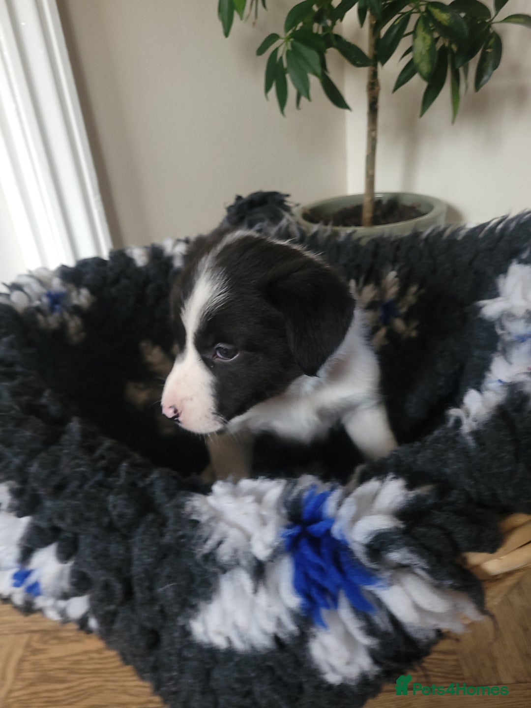 Border Collie dogs for sale: 5 Week old Boarder Collie Puppies - Advert 10