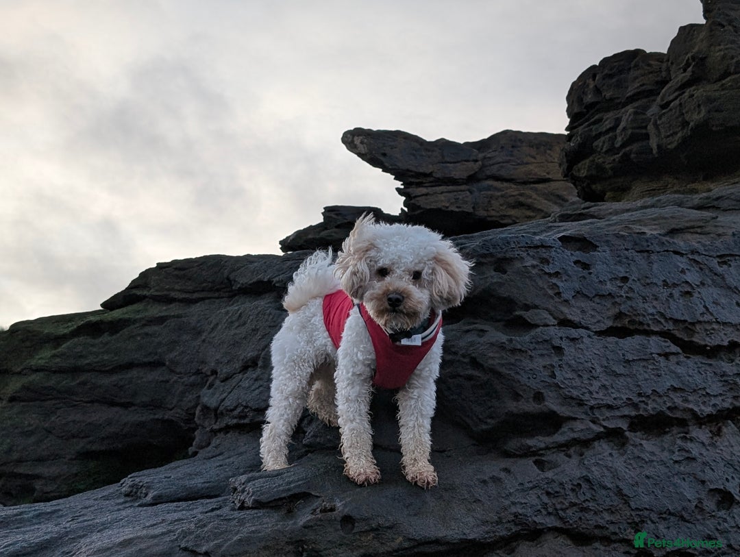Maltipoo dogs for stud: Maltipoo(75% Toy Poodle, 25% Maltese) Boy for Stud - Image 2