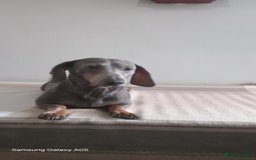 Miniature Dachshund dogs for sale: Absolutely stunning little babies - Image 3