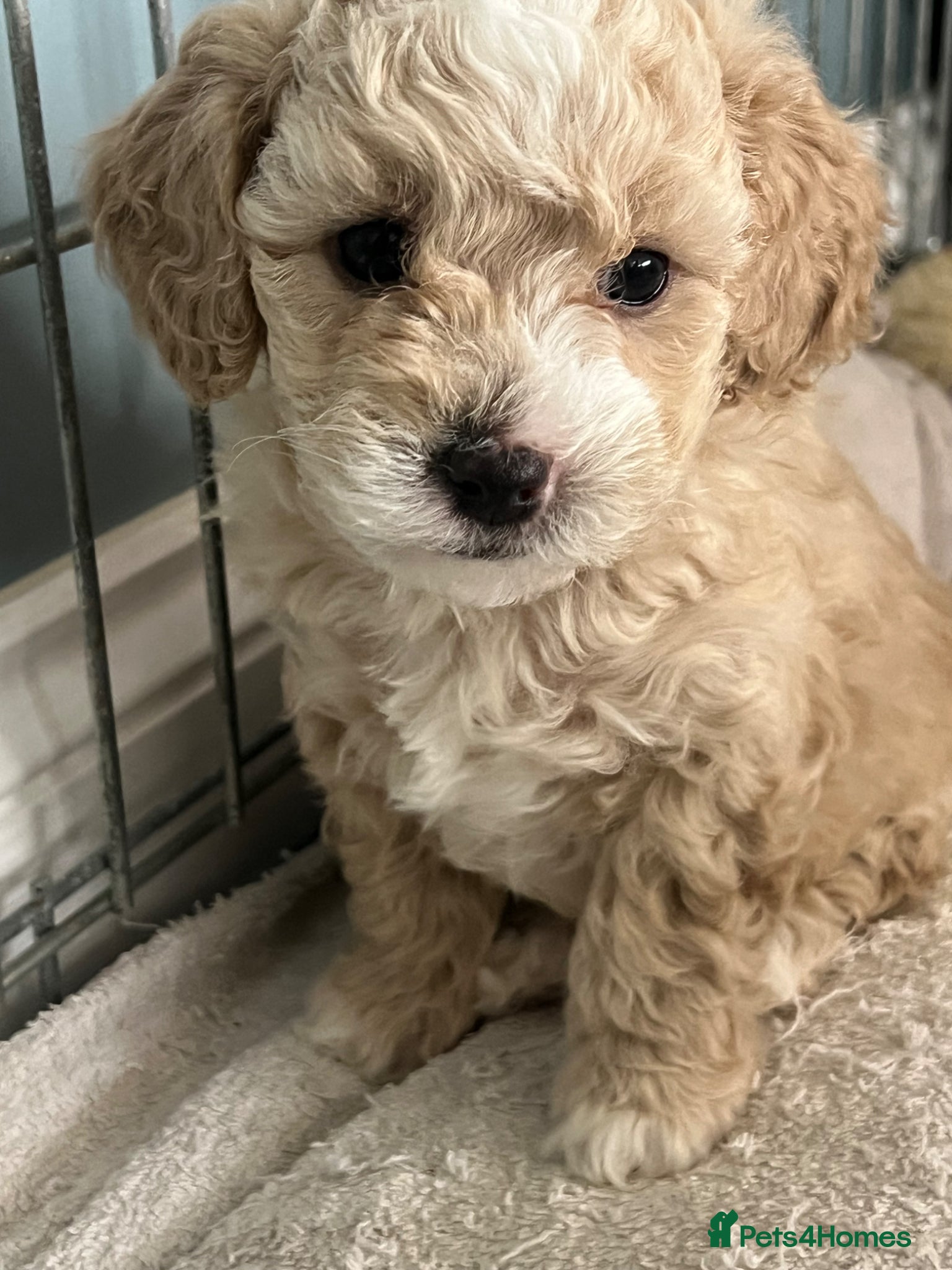 Toy Poodle dogs Toy poodle x puppies ready soon - Advert 5