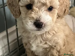 Toy Poodle dogs Toy poodle x puppies ready soon - Advert 5