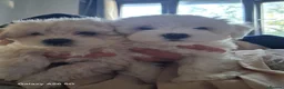 Bichon Frise dogs for sale: bichon  - Advert 4