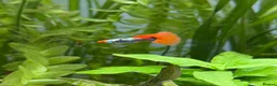 Live Bearers fish for sale: Adolescent Dumbo Ear Tuxedo Koi Guppy (Male) - Advert 2