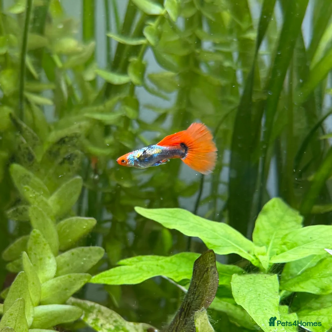 Live Bearers fish for sale: Adolescent Dumbo Ear Tuxedo Koi Guppy (Male) - Advert 2