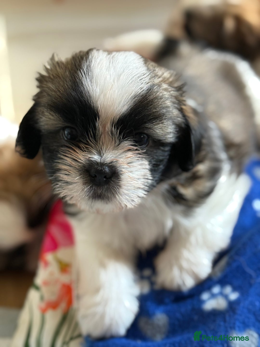 Shih Tzu dogs for sale: Shih tzu puppie for sale  - Image 4