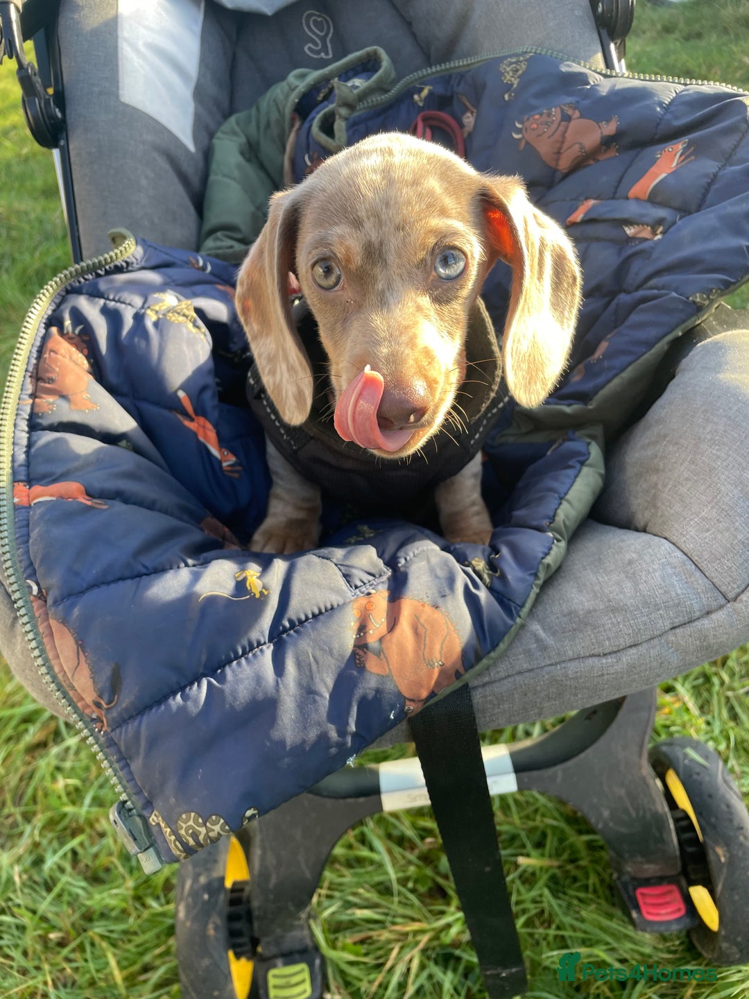 Miniature Dachshund dogs for sale: miniature dashhound  - Advert 6