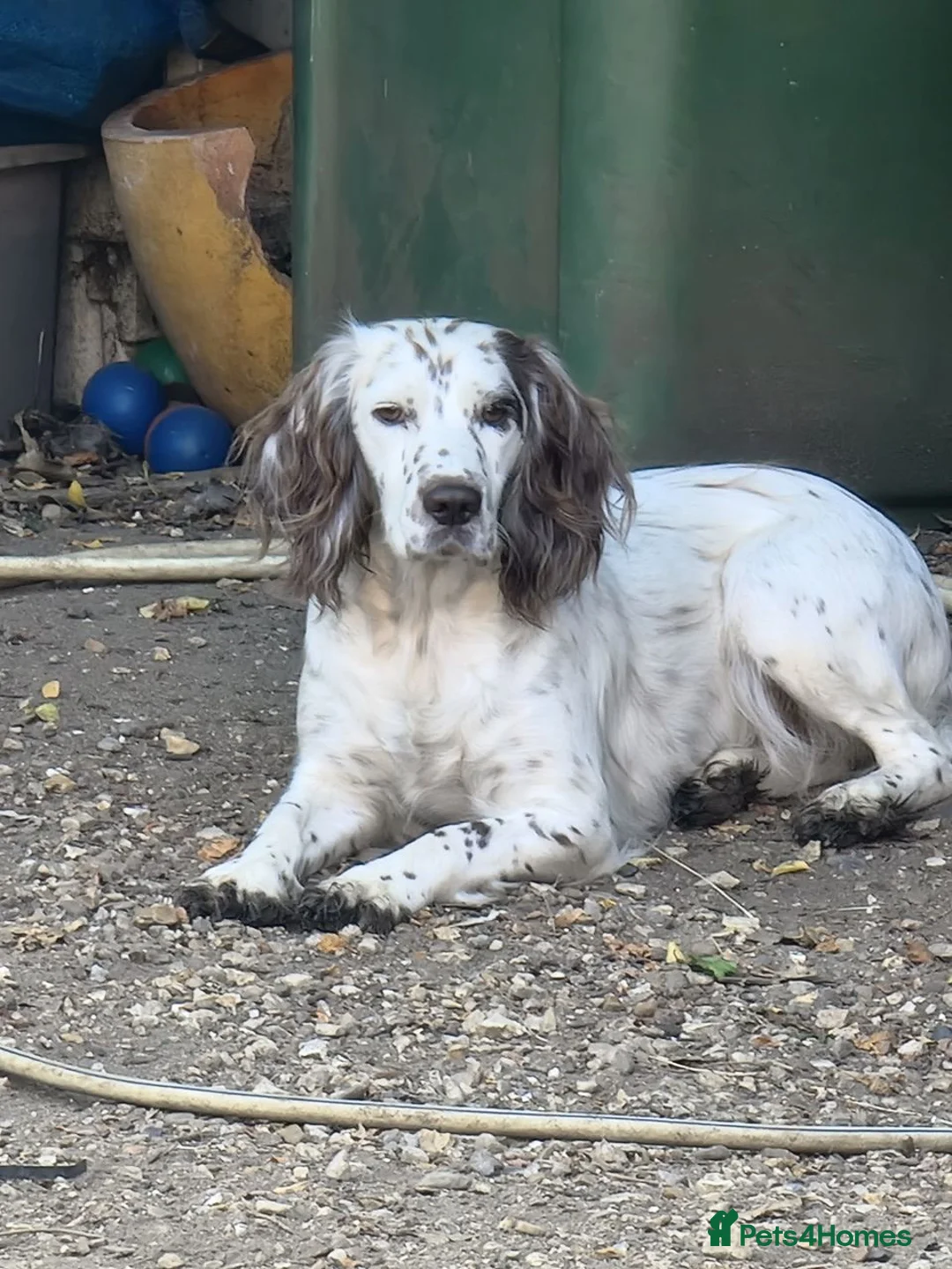 Cocker Spaniel dogs for sale: Working Cocker Spaniel Puppies  - Advert 6