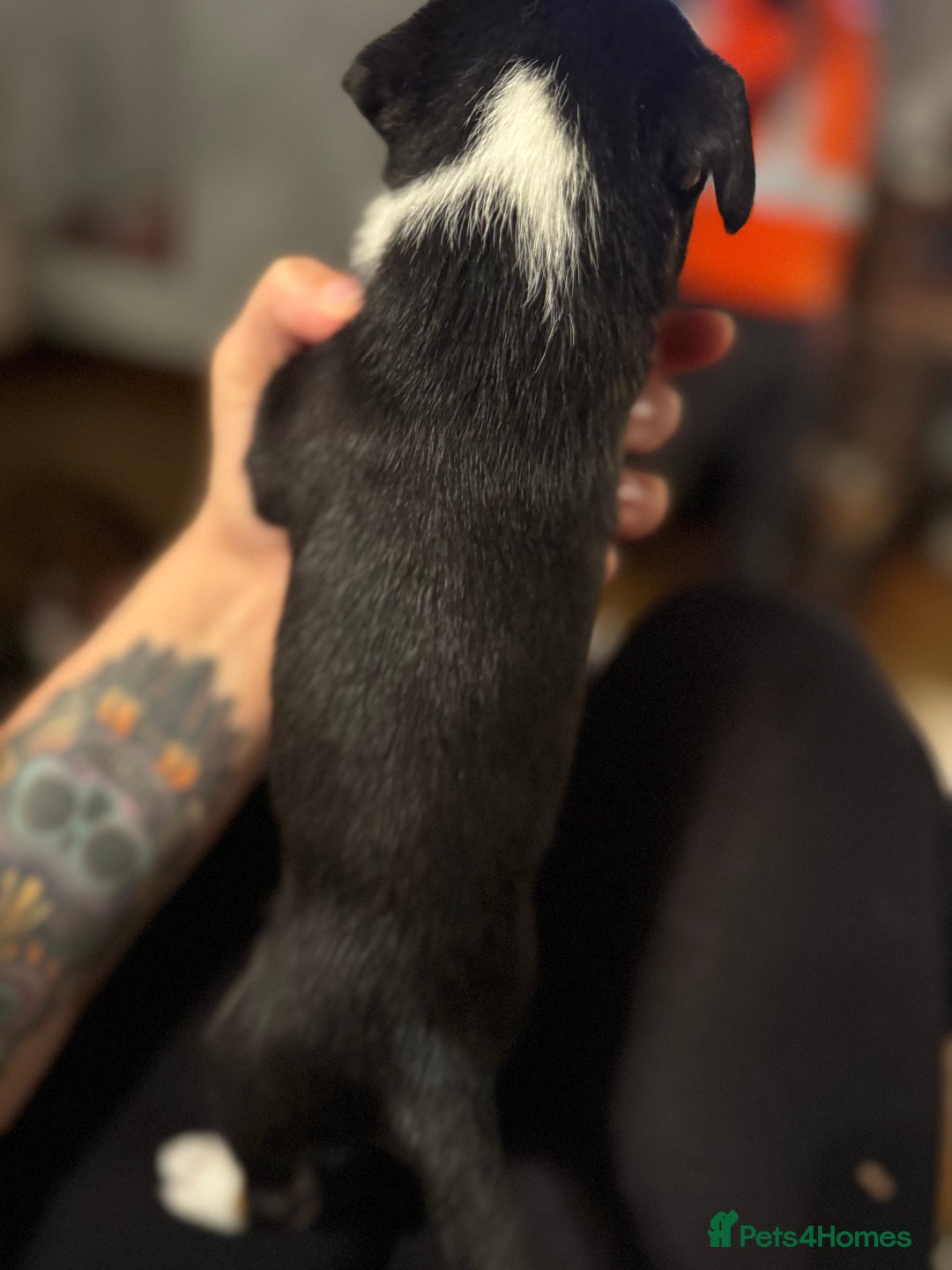 Mixed Breed dogs for sale: Pups for sale  - Advert 29