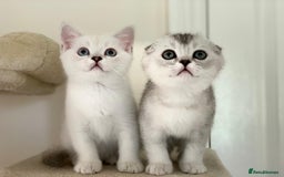 Scottish Fold cats for sale: Scottish fold kittens 😸  - Image 2