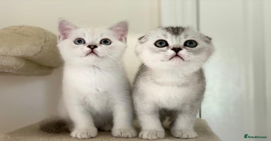 Scottish Fold cats - Advert 12