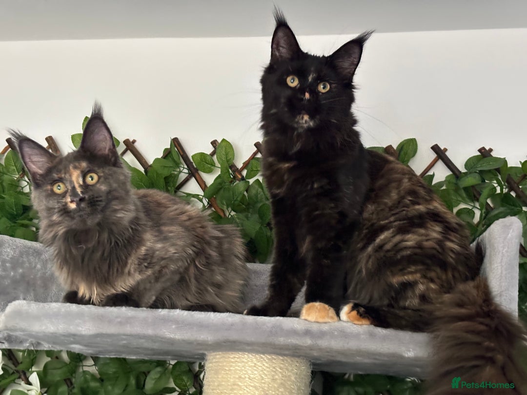 Maine Coon cats for sale: TICA 5 GEN PEDIGREE DNA TESTED  - Image 21
