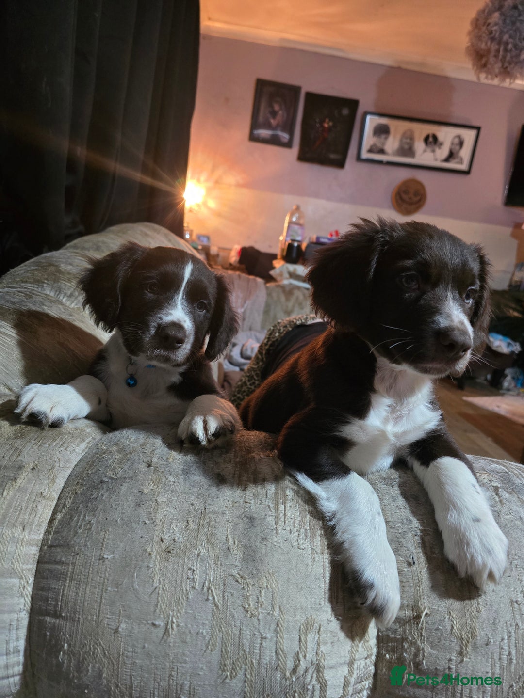 Mixed Breed dogs for sale: Beautifull sprollie pups - Advert 18
