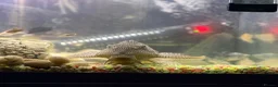 Catfish fish for sale: Huge 36cm Female Sailfin Pleco Ready 4 Large Tank  - Advert 3