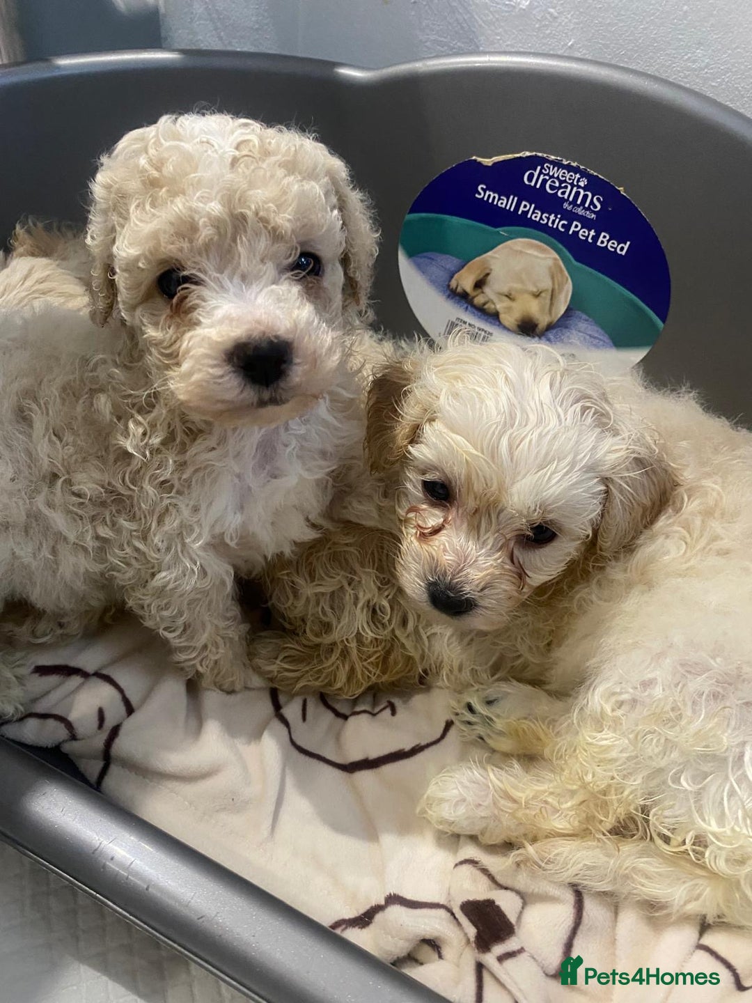 Maltipoo dogs for sale: Miniature multipoint puppies - Advert 1