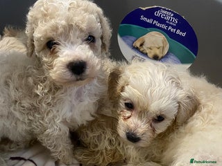 Maltipoo dogs Miniature multipoint puppies - Advert 1