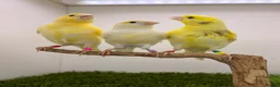 Canaries birds for sale: 2026 yellow dimorphic canaries available  - Advert 1