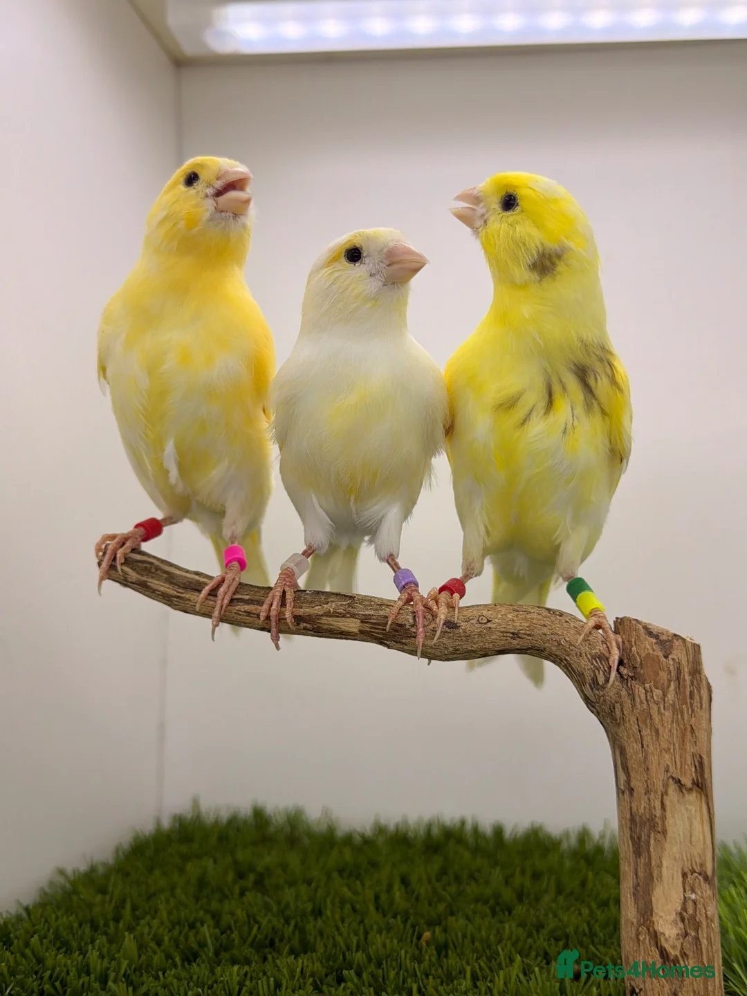Canaries birds for sale: 2026 yellow dimorphic canaries available  - Advert 1