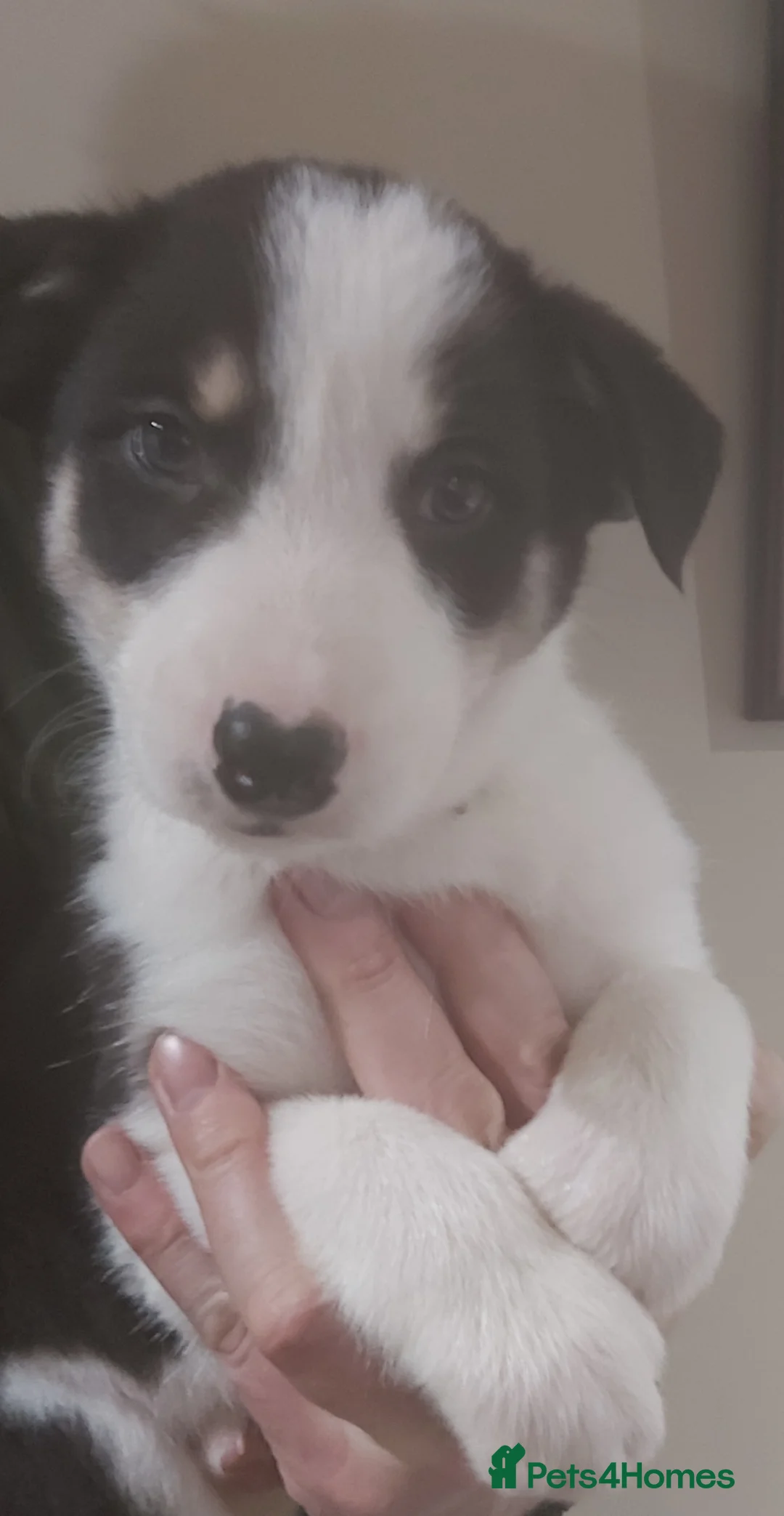 Border Collie dogs for sale: Beautiful Tri Coloured Border Collie Puppies - Advert 10