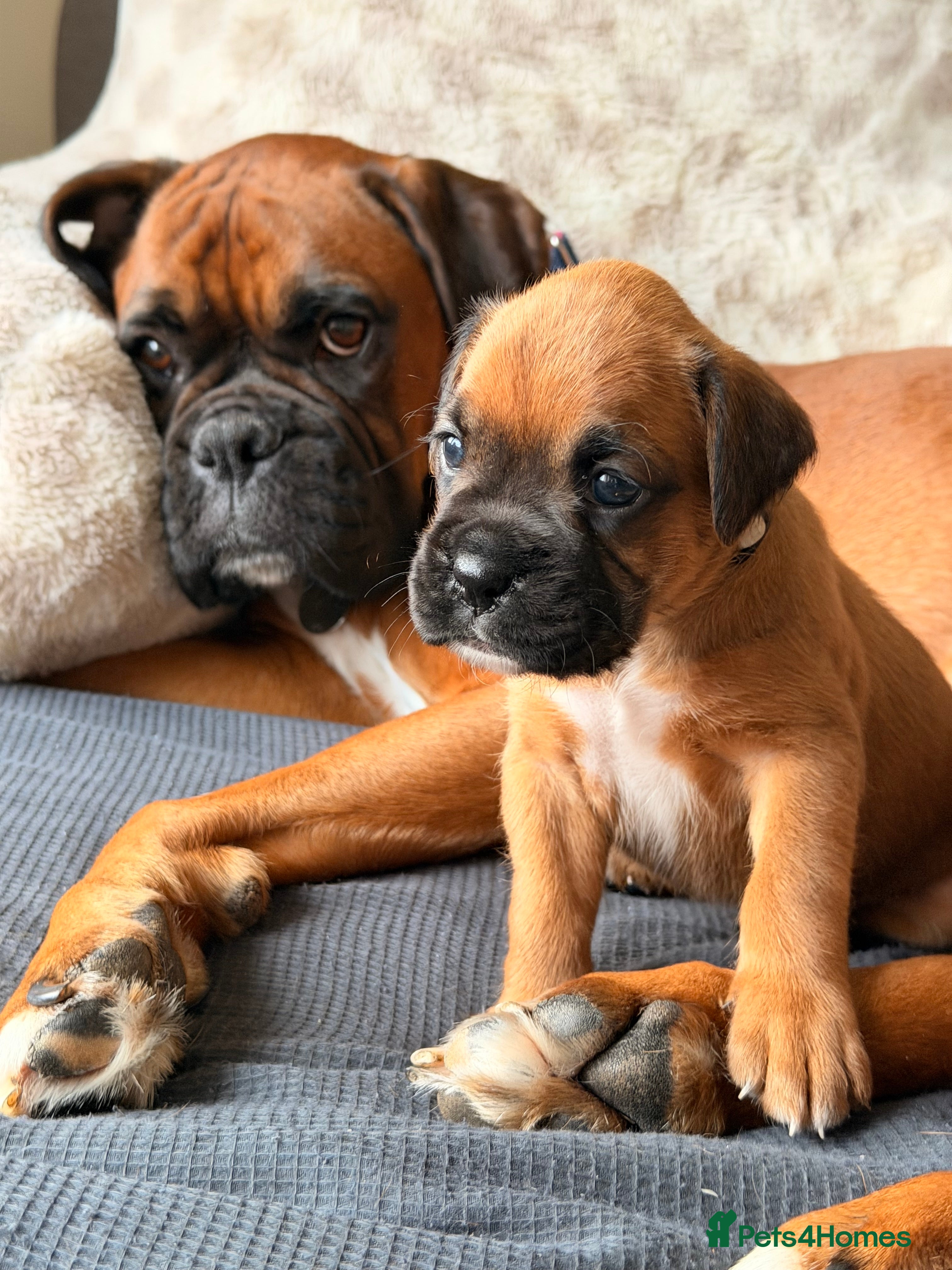 Boxer dogs KC Reg Boxers - 5 Beautiful Girls Ready Soon - Advert 18