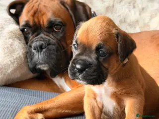 Boxer dogs KC Reg Boxers - 5 Beautiful Girls Ready Soon - Advert 18