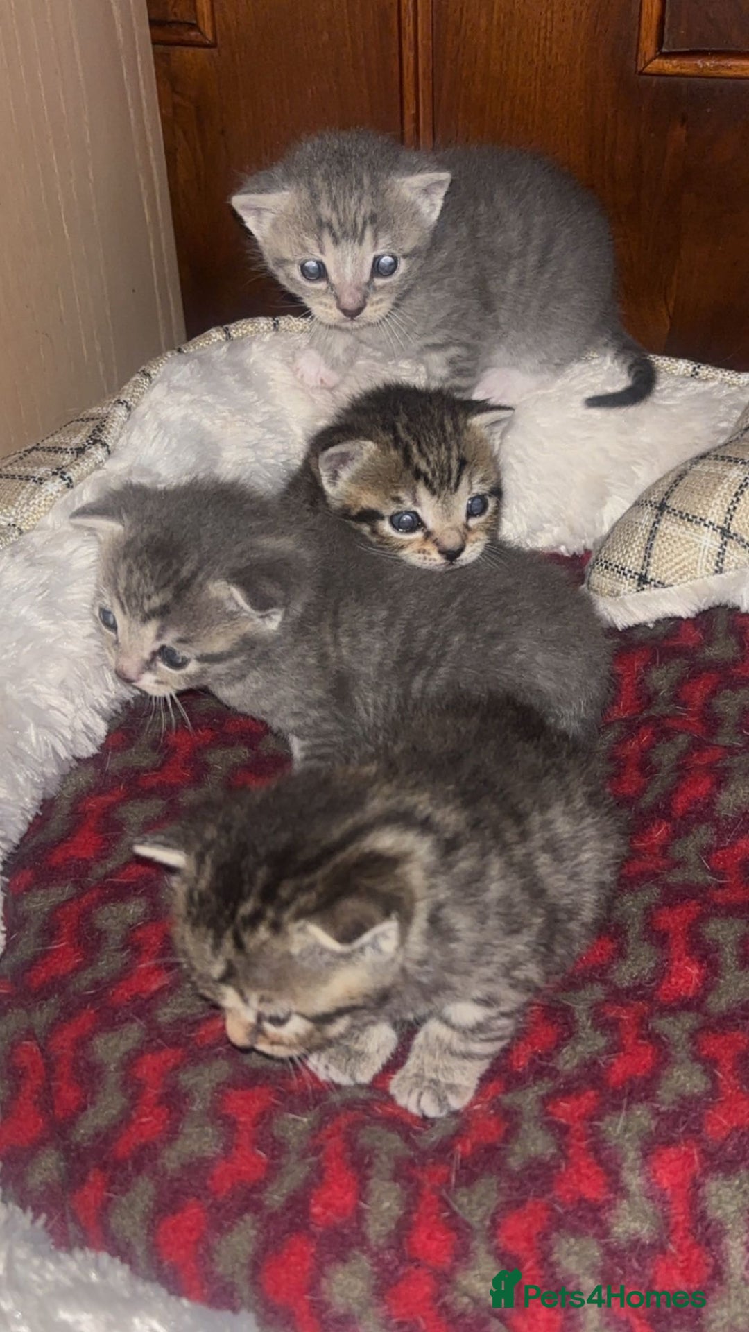 Bengal cats for sale: 5 beautiful kittens - Advert 2