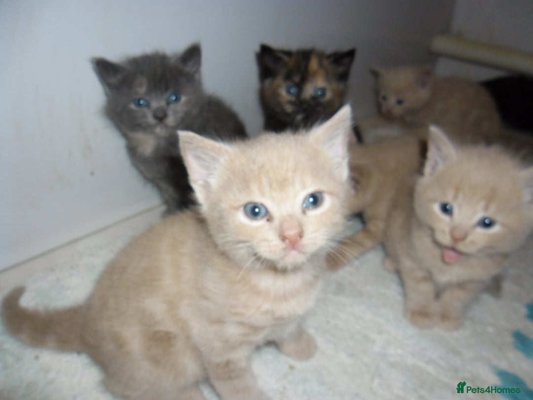 Mixed Breed cats for sale: 8 BEUTIFUL KITTENS FOR SALE - Image 13
