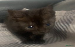 Mixed Breed cats for sale: Black kittens for sale still available - Image 12
