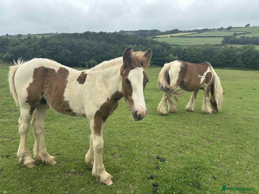 Irish Cob horses for sale: Chunky Chesney - Skewbald Colt  - Image 2