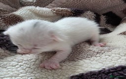 Mixed Breed cats for sale: Mixed kittens😻😽Ragdoll x domestic 🙀👌 - Advert 17