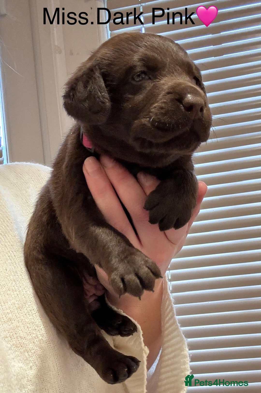 Labrador Retriever dogs for sale: Outstanding Quality Chocolate Labrador Puppies - Image 4