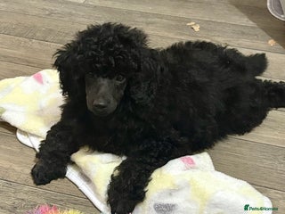 Miniature Poodle dogs - Advert 29