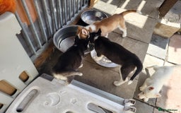 Siberian Husky dogs for sale: Siberian husky puppies (ready forever loving home) - Image 11
