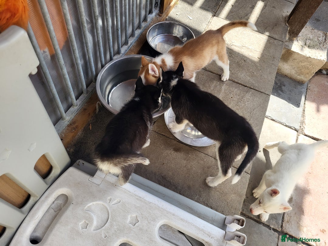 Siberian Husky dogs for sale: Siberian husky puppies (ready forever loving home) - Image 11