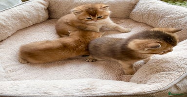 British Shorthair cats GCCF reg Golden BSH kittens - Advert 9